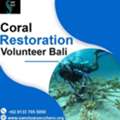 Coral Restoration Volunteer Bali