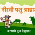 Discover Neervi Pashuahar In Rajasthan
