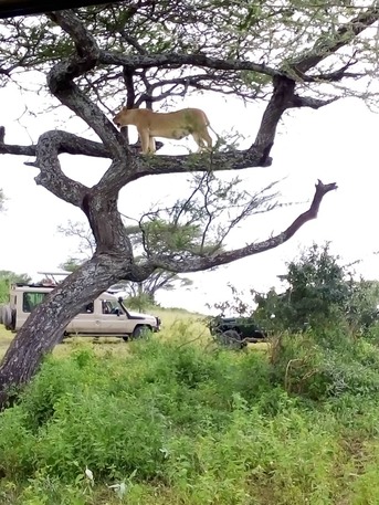 Dar es Salaam, Travel, Tanzania 2026 Trip Details, Safari Booking Tips And Deals
