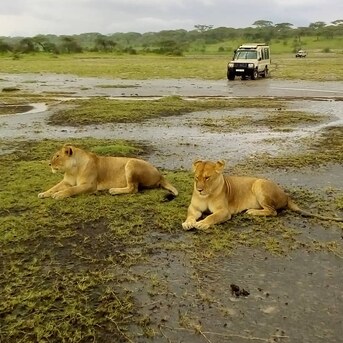 Dar es Salaam, Travel, Tanzania 2026 Trip Details, Safari Booking Tips And Deals