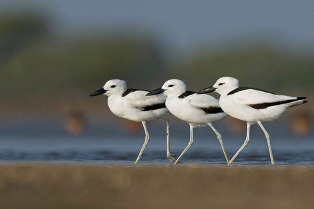 Ahmedabad, Travel, Gujarat Wildlife And Birding Tour | Dang Forest Birding Tour