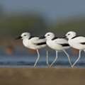 Gujarat Wildlife And Birding Tour | Dang Forest Birding Tour