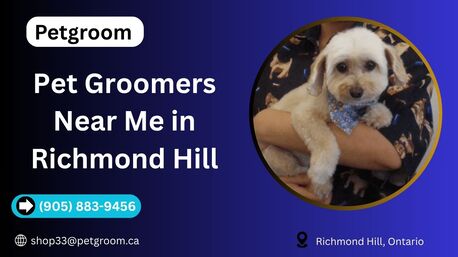 Toronto, Beautician, Pet Groomers Near Me In Richmond Hill | Expert Services By Petgroom