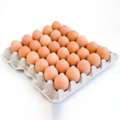 Fresh Table Eggs Supply &ndash; Global Delivery Available