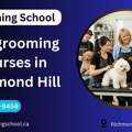 Dog Grooming Courses In Richmond Hill | Grooming School Training Program