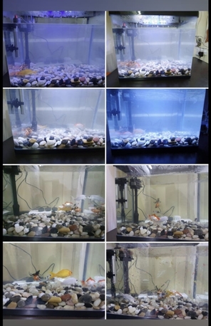 Hara, Household Items, SAR 300,  Urgent Sale -Fish Aquarium Tank ( Neatly Maintained) With Decorative Pebbles