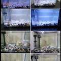 SAR 300,  Urgent Sale -Fish Aquarium Tank ( Neatly Maintained) With Decorative Pebbles