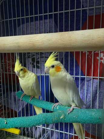 Riyadh, Pet Supplies, SAR 500,  2 Cockatiel Parrots (pair) With 2 Cages