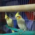SAR 500,  2 Cockatiel Parrots (pair) With 2 Cages