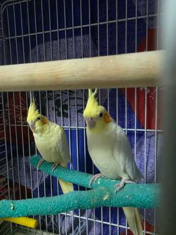 Riyadh, Pet Supplies, SAR 500,  2 Cockatiel Parrots (pair) With 2 Cages