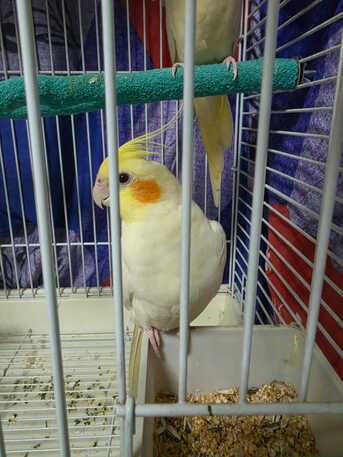 Riyadh, Pet Supplies, SAR 500,  2 Cockatiel Parrots (pair) With 2 Cages
