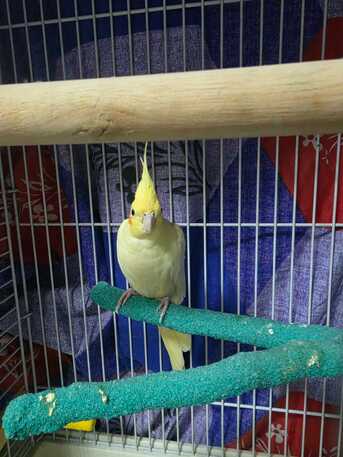 Riyadh, Pet Supplies, SAR 500,  2 Cockatiel Parrots (pair) With 2 Cages