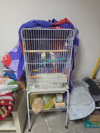 Riyadh, Pet Supplies, SAR 500,  2 Cockatiel Parrots (pair) With 2 Cages