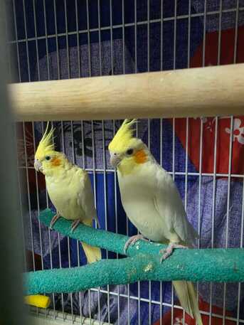 Riyadh, Pet Supplies, SAR 500,  2 Cockatiel Parrots (pair) With 2 Cages