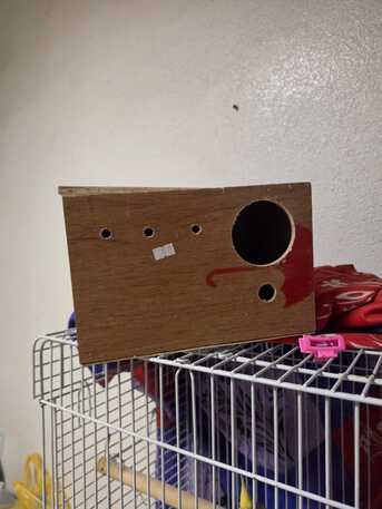 Riyadh, Pet Supplies, SAR 500,  2 Cockatiel Parrots (pair) With 2 Cages