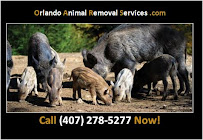 New York, Business, Orlando Animal Removal Services