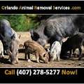 Orlando Animal Removal Services