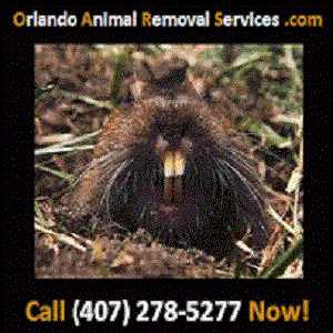 New York, Business, Orlando Animal Removal Services