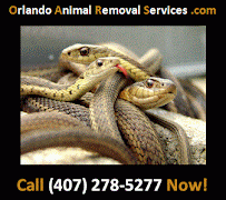 New York, Business, Orlando Animal Removal Services