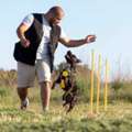 Dog Trainer In Srinagar JK