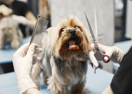 Hyderabad, Health, Expert Pet Detangling & De-Matting Services In Secunderabad
