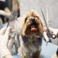 Expert Pet Detangling & De-Matting Services In Secunderabad
