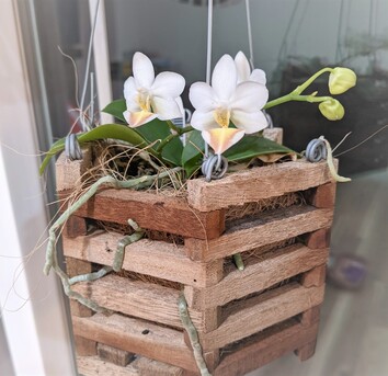 New York, Farm & Garden, USD 14,  Vanda Basket &ndash; Simple And Stylish Way To Grow Orchids
