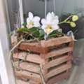 USD 14,  Vanda Basket &ndash; Simple And Stylish Way To Grow Orchids