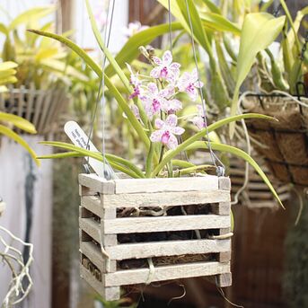 New York, Farm & Garden, USD 14,  Vanda Basket &ndash; Simple And Stylish Way To Grow Orchids