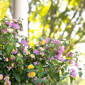 New York, Farm & Garden, USD 79,  Mozelle Lantana &ndash; Vibrant Flowering Plant For Your Garden
