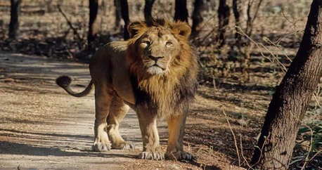 Mumbai, Travel, India Wildlife Tour Packages &ndash; Book Your Jungle Adventure Today!