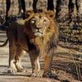 India Wildlife Tour Packages &ndash; Book Your Jungle Adventure Today!