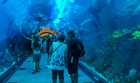 Dubai, Travel, Dubai Aquarium And Underwater Zoo Tickets Guide &ndash; Prices, Highlights & Best Deals