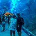 Dubai Aquarium And Underwater Zoo Tickets Guide &ndash; Prices, Highlights & Best Deals