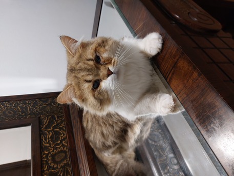 Riyadh, Pet Adoption, Brown Shirazi Cat For Adoption
