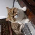 Brown Shirazi Cat For Adoption