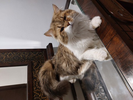 Riyadh, Pet Adoption, Brown Shirazi Cat For Adoption