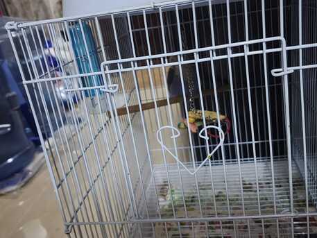 Al Aziziyah, Pet Supplies, SAR 170,  Parrot With New Cage