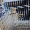 SAR 170,  Parrot With New Cage