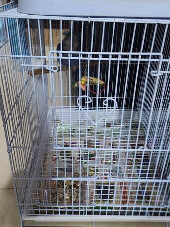 Al Aziziyah, Pet Supplies, SAR 170,  Parrot With New Cage