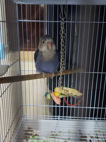Al Aziziyah, Pet Supplies, SAR 170,  Parrot With New Cage