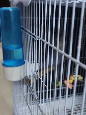 Al Aziziyah, Pet Supplies, SAR 170,  Parrot With New Cage