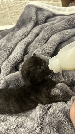 Madinah, Pet Adoption, Kitten Adoption!
