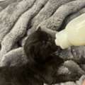 Kitten Adoption!
