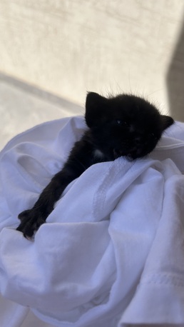 Madinah, Pet Adoption, Kitten Adoption!