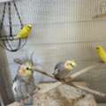 SAR 400,  Cockatiel Parakeet Budgies And Big Cage