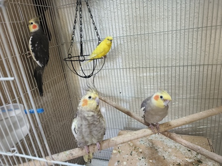 Dammam, Pet Supplies, SAR 400,  Cockatiel Parakeet Budgies And Big Cage