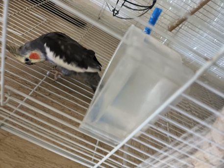 Dammam, Pet Supplies, SAR 400,  Cockatiel Parakeet Budgies And Big Cage