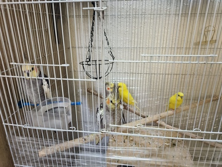 Dammam, Pet Supplies, SAR 400,  Cockatiel Parakeet Budgies And Big Cage