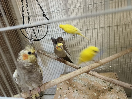 Dammam, Pet Supplies, SAR 400,  Cockatiel Parakeet Budgies And Big Cage